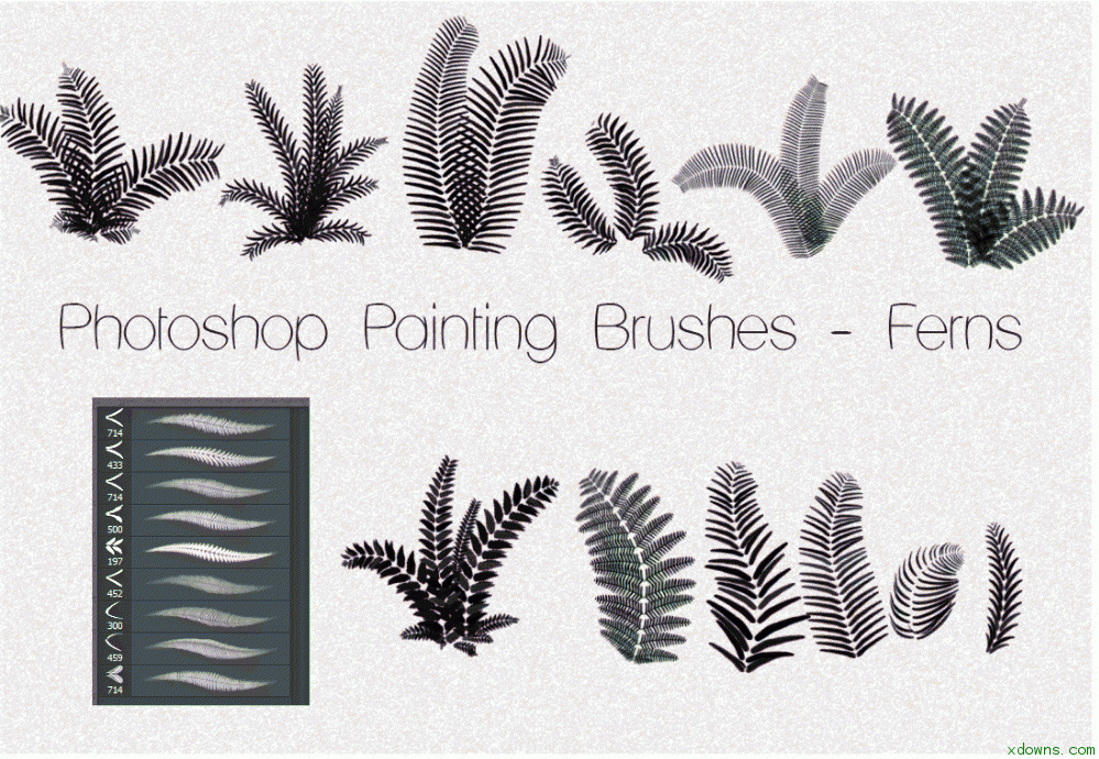 蕨类植物叶子图案ps高清笔刷素材